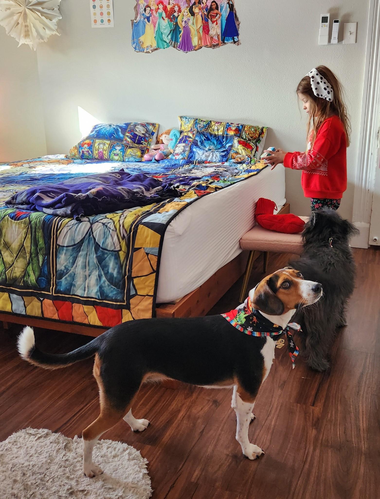 Jerie, a Adopted Beagle in PITTSBURGH, PA image 2/2