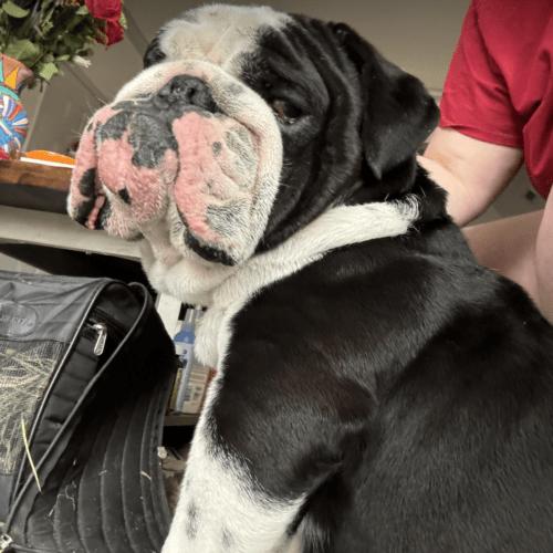 Enlarge Max, a Adoptable English Bulldog in Austin, TX image 1/5