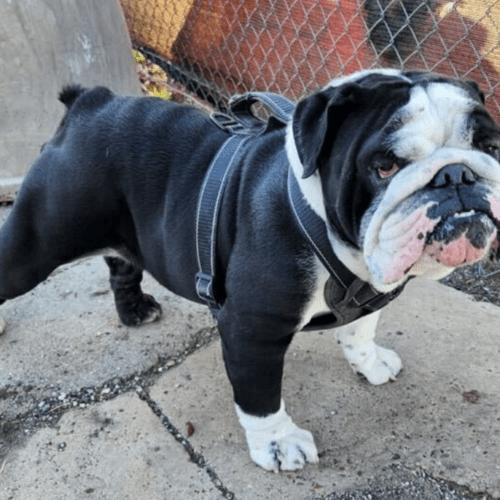 Enlarge Max, a Adoptable English Bulldog in Austin, TX image 2/5