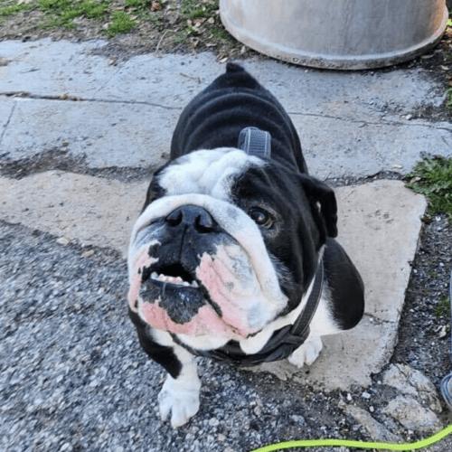 Enlarge Max, a Adoptable English Bulldog in Austin, TX image 3/5