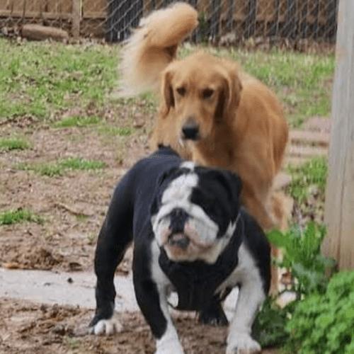 Enlarge Max, a Adoptable English Bulldog in Austin, TX image 4/5