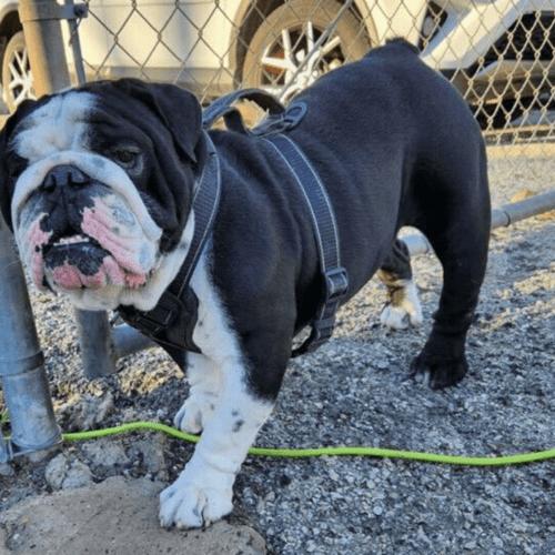 Enlarge Max, a Adoptable English Bulldog in Austin, TX image 5/5