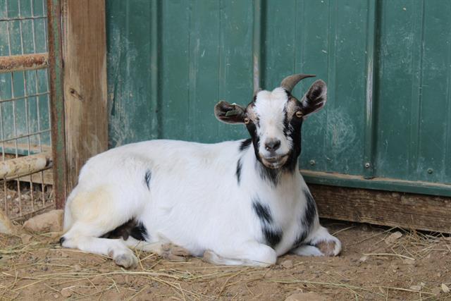 WENDY, Adoptable, Adult Female Goat.