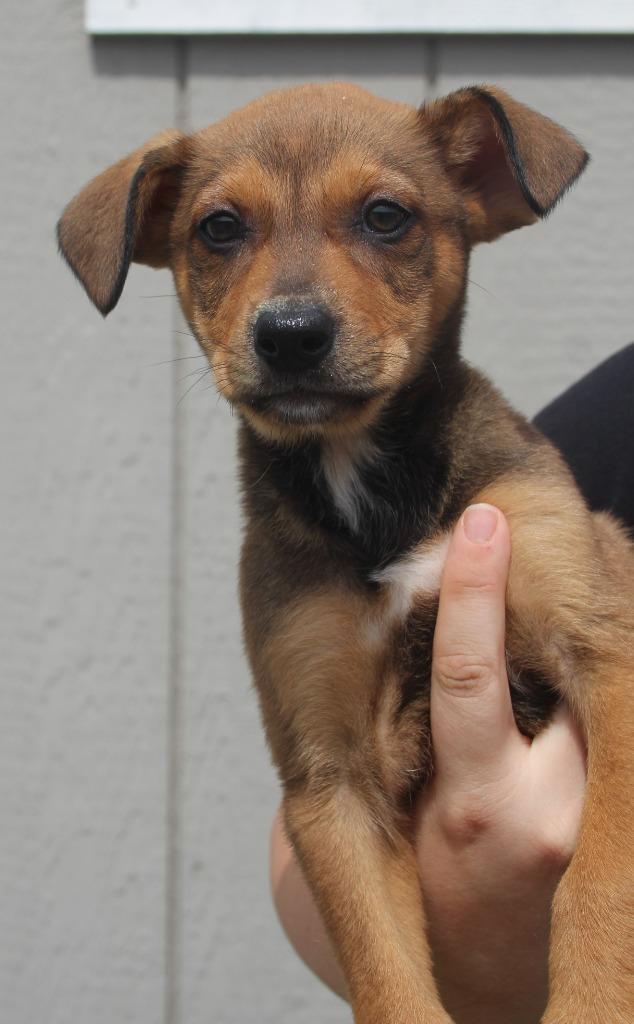 Drea, Adoptable, Puppy Female Miniature Pinscher & Mixed Breed.