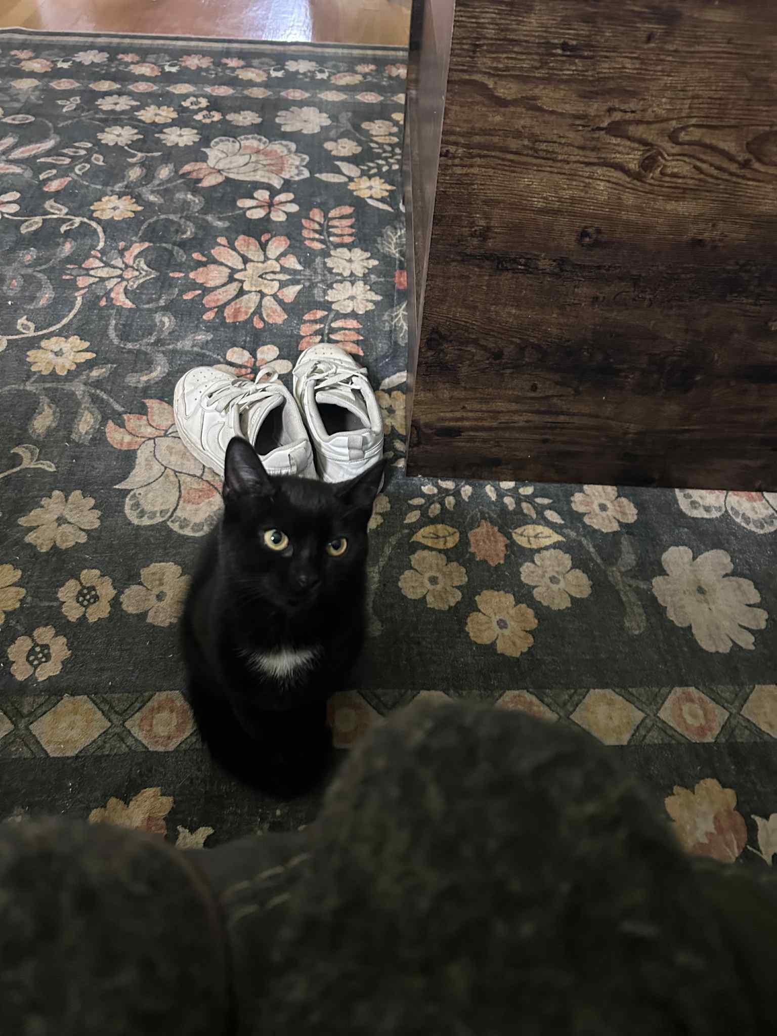 Wednesday, an adoptable Domestic Short Hair in Campbellsville, KY image 5/5