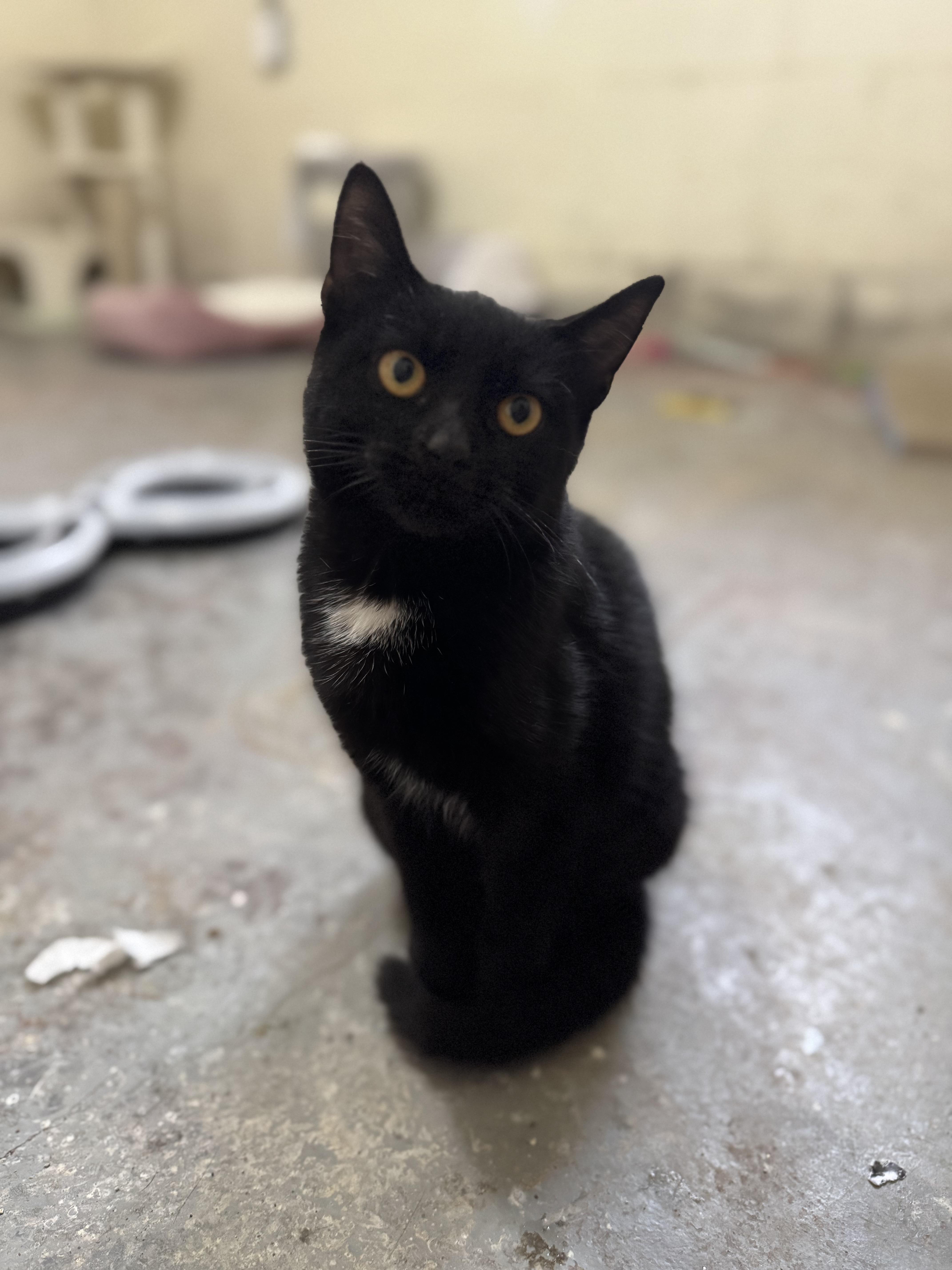 Wednesday, adoptable, Kitten Female Domestic Short Hair.