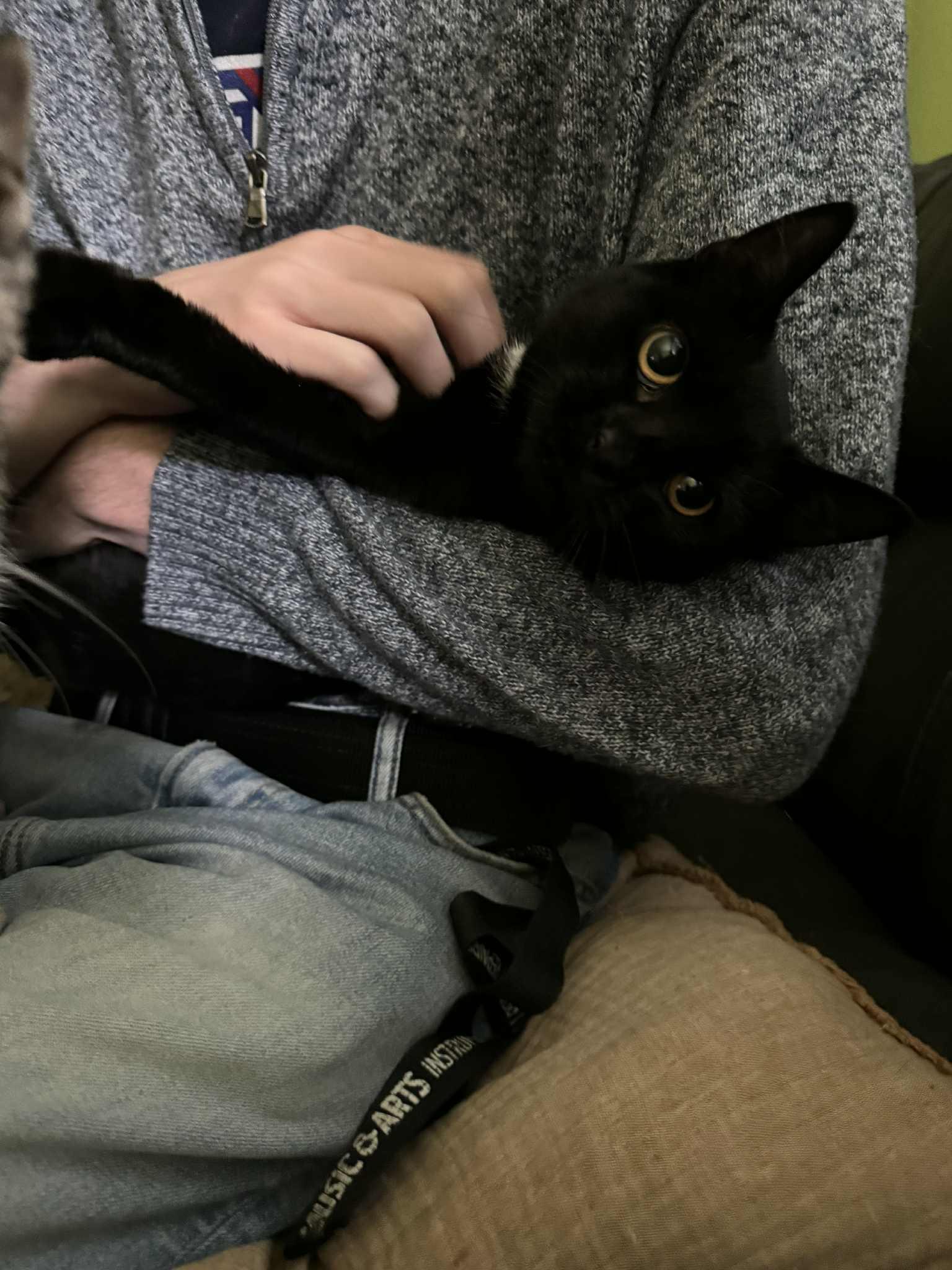 Wednesday, an adoptable Domestic Short Hair in Campbellsville, KY image 2/5