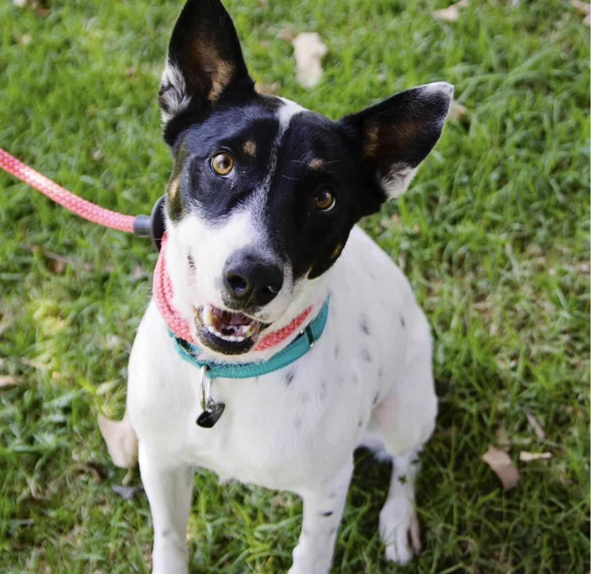Enlarge Robin , a ADOPTABLE mixed breed in Studio City, CA image 3/4