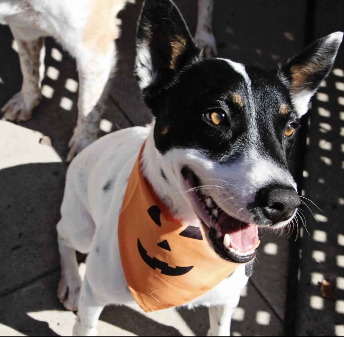 Enlarge Robin , a ADOPTABLE mixed breed in Studio City, CA image 4/4