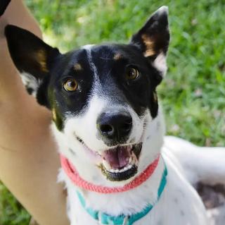 Enlarge Robin , a ADOPTABLE mixed breed in Studio City, CA image 2/4