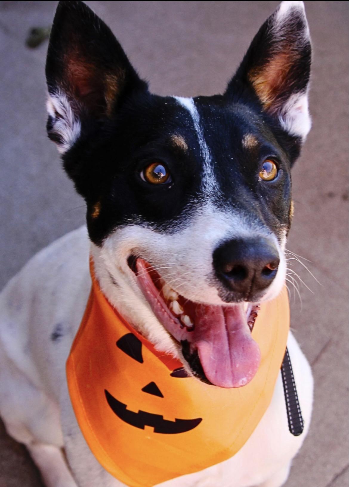 Robin , ADOPTABLE, Adult Male Cattle Dog.