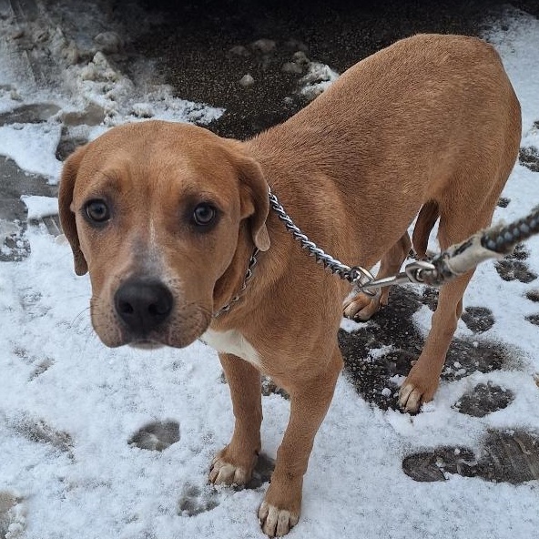 Clancy, ADOPTABLE, Young Male Labrador Retriever.