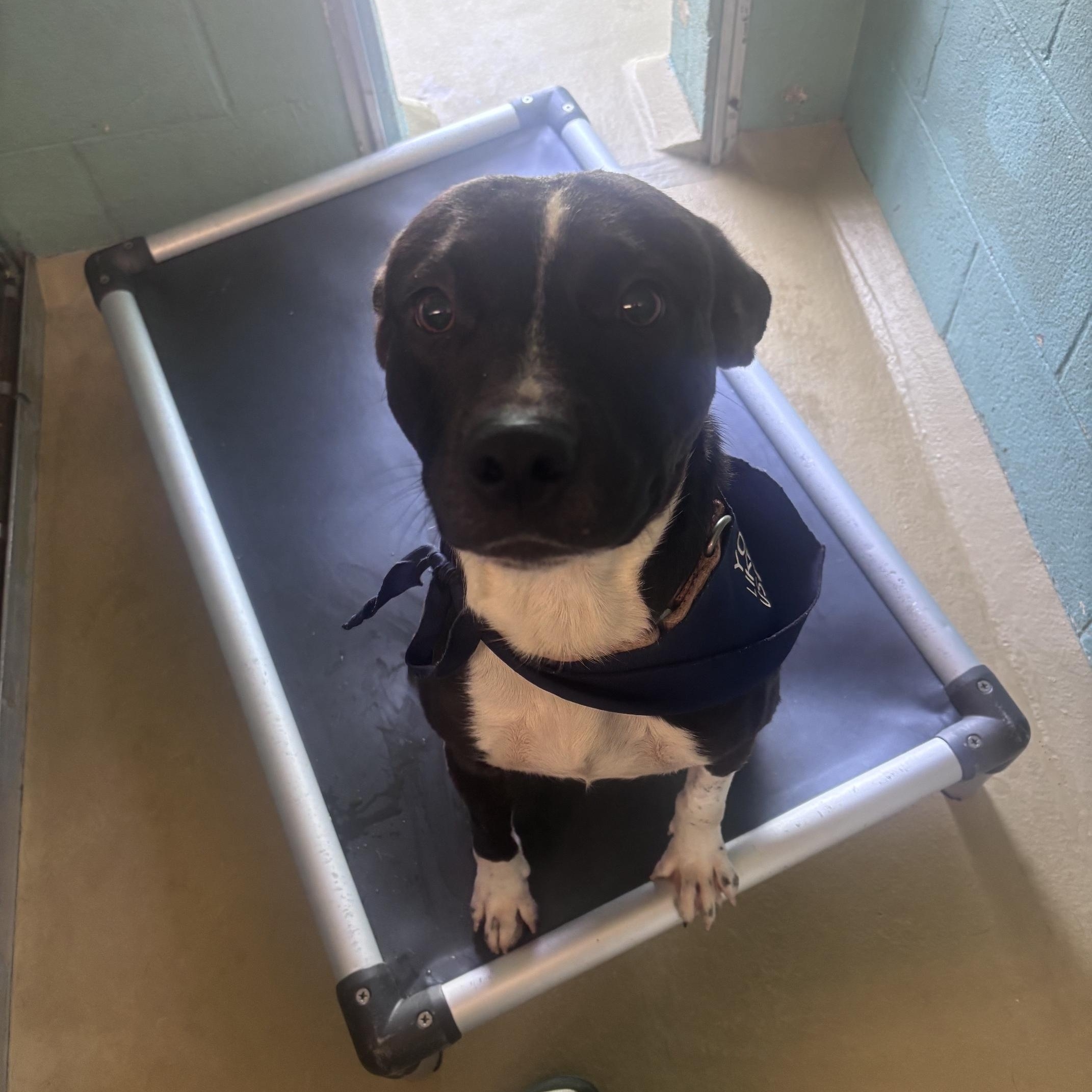 Enlarge patrick, a Adoptable Mixed Breed in Marion, NC image 3/4