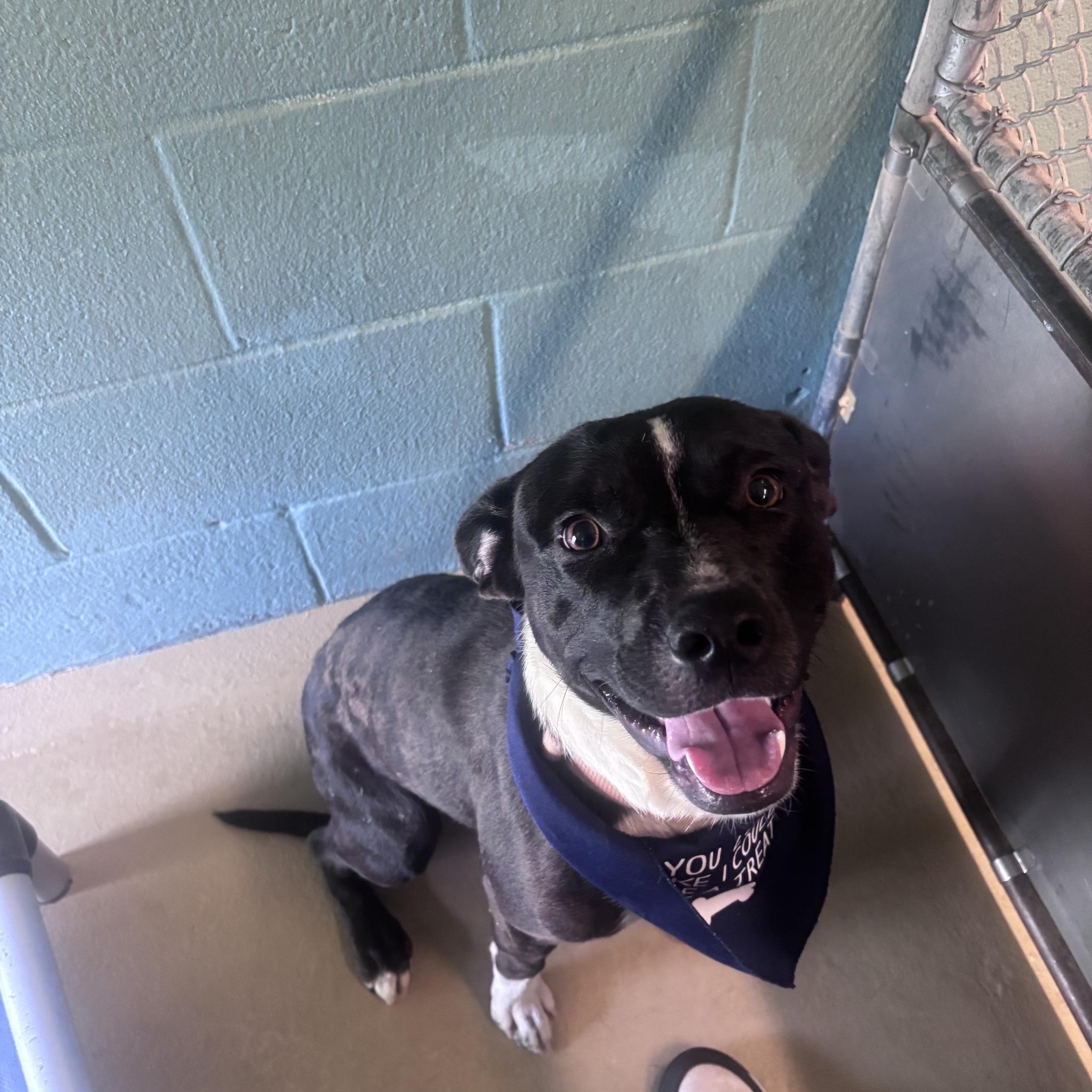 patrick, Adoptable, Adult Male Mixed Breed.