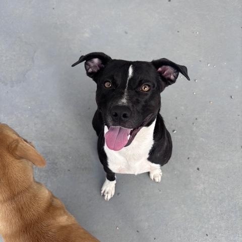 Enlarge patrick, a Adoptable Mixed Breed in Marion, NC image 3/4