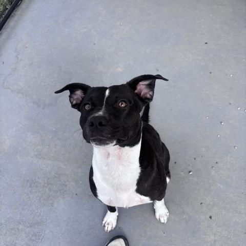 Enlarge patrick, a Adoptable Mixed Breed in Marion, NC image 4/4
