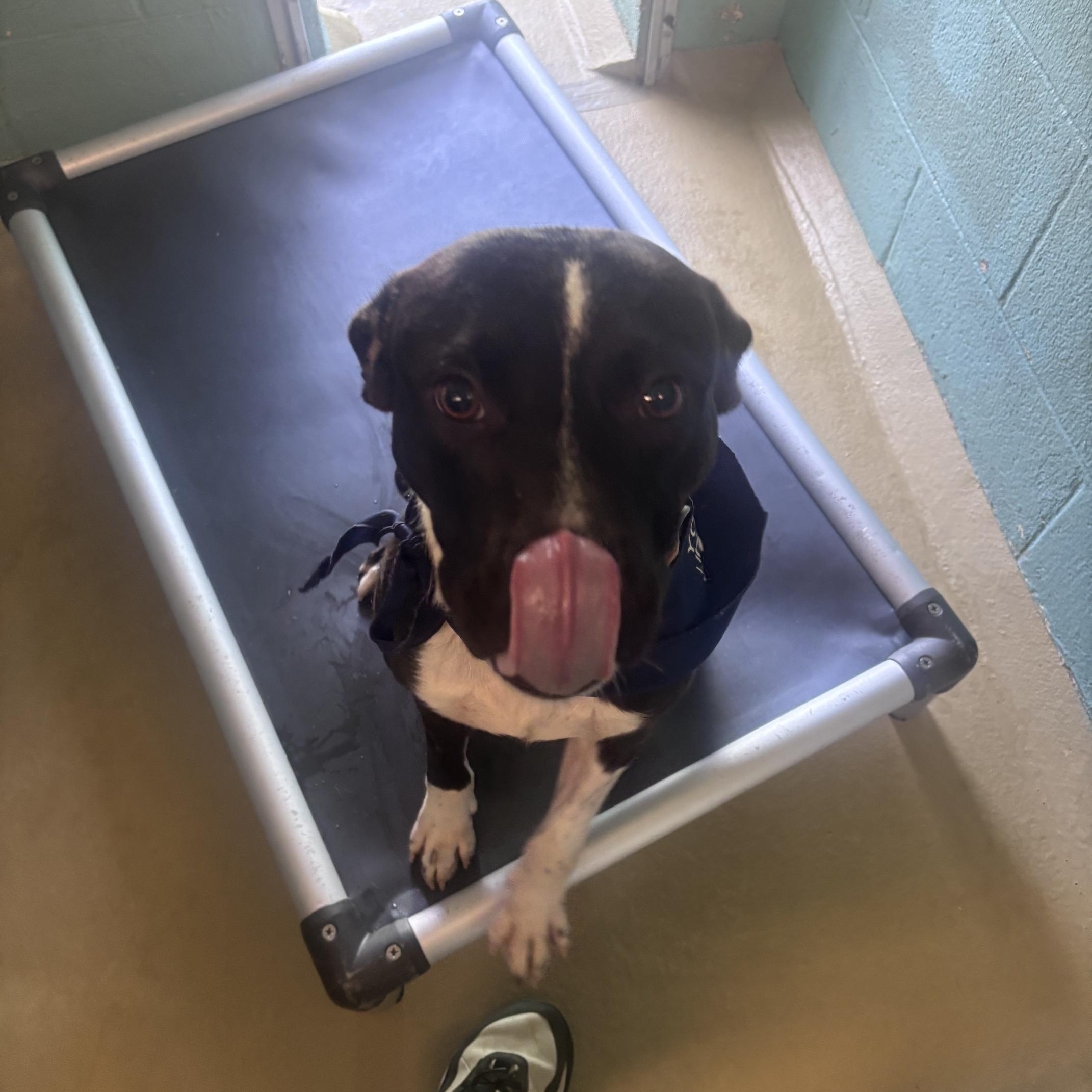 Enlarge patrick, a Adoptable Mixed Breed in Marion, NC image 4/4