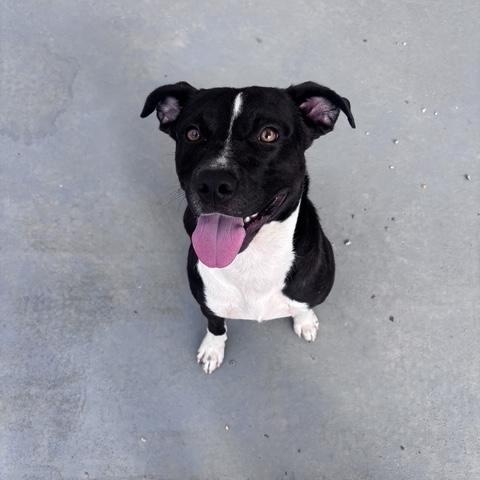 Enlarge patrick, a Adoptable Mixed Breed in Marion, NC image 2/4