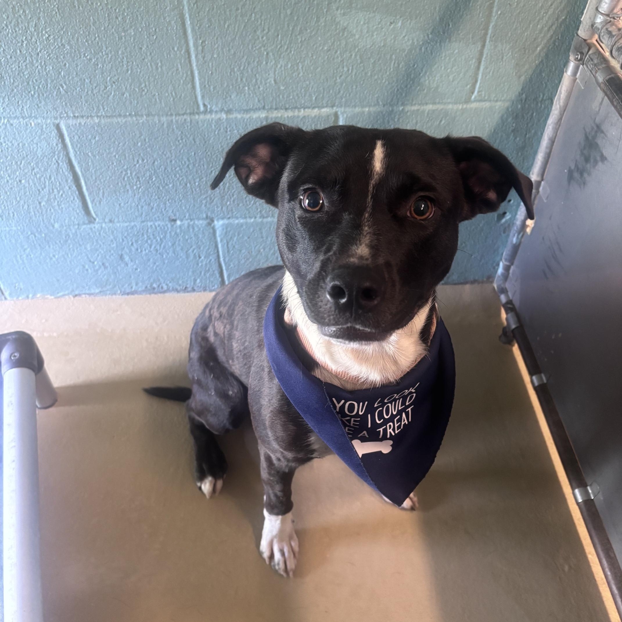 Enlarge patrick, a Adoptable Mixed Breed in Marion, NC image 2/4
