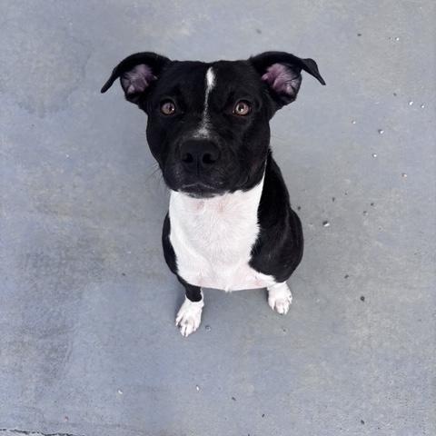Enlarge patrick, a Adoptable Mixed Breed in Marion, NC image 1/4