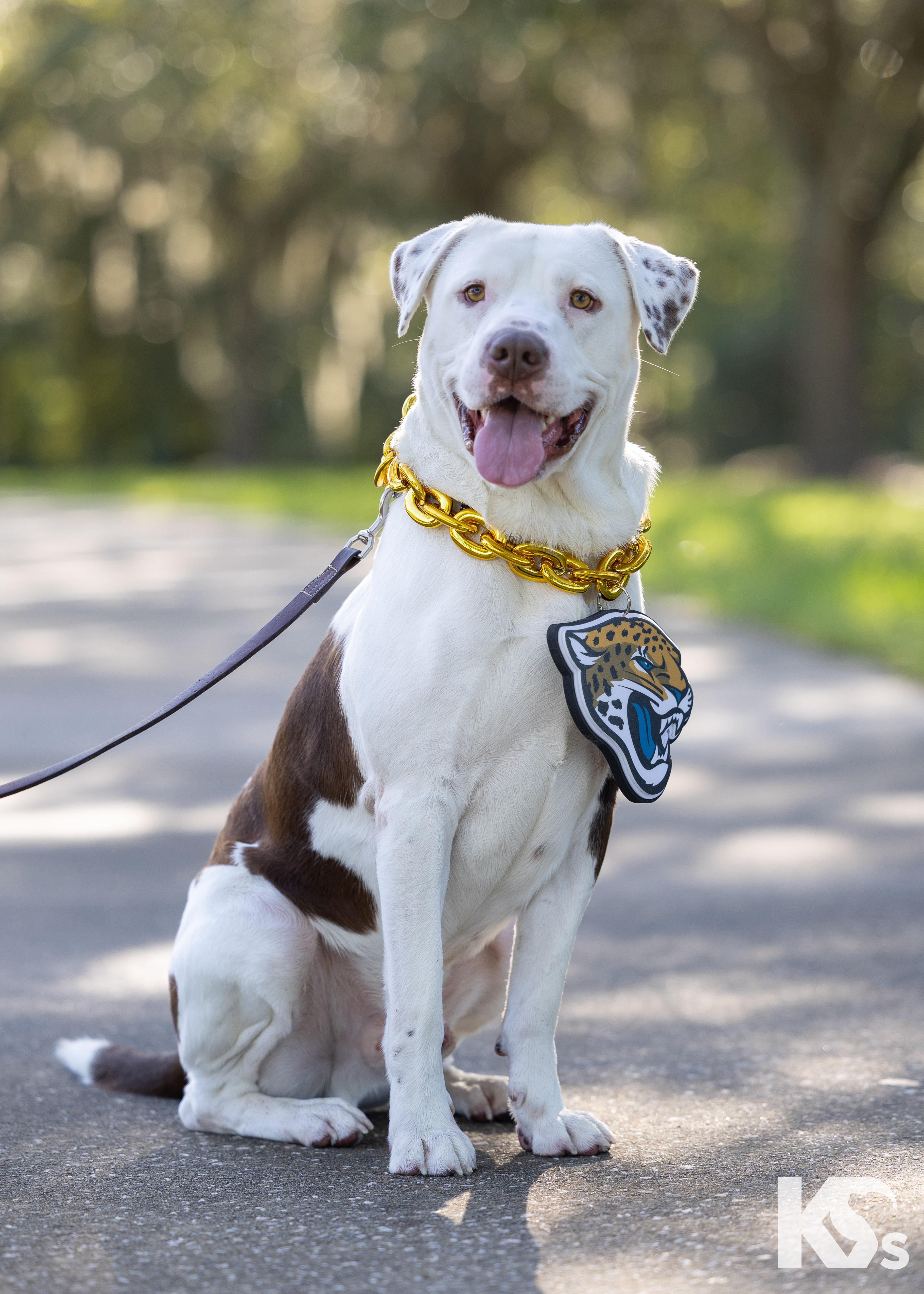 Enlarge Fenrir, a Adoptable mixed breed in Ponte Vedra, FL image 2/6