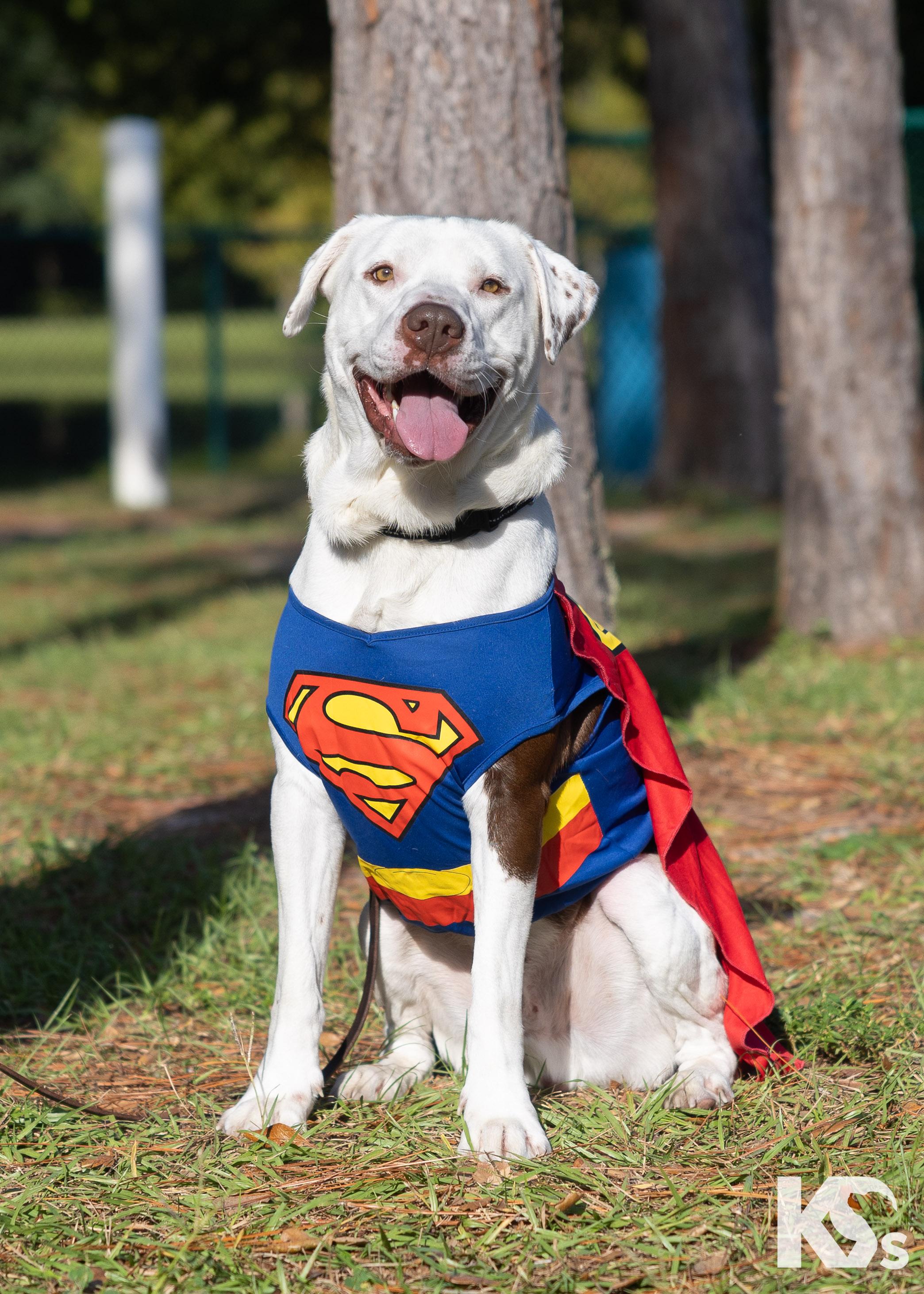 Fenrir, Adoptable, Young Male American Bulldog & American Staffordshire Terrier.