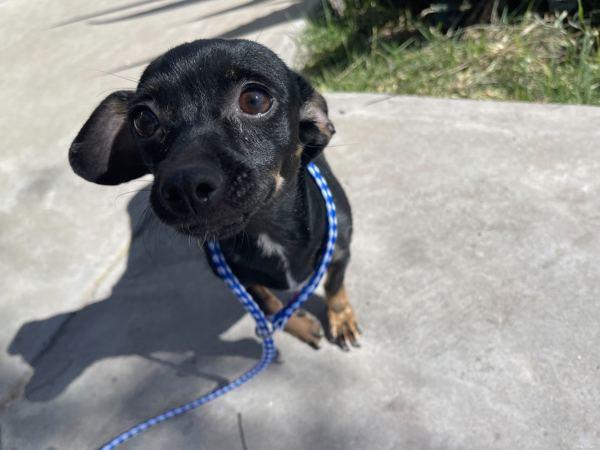 Aphrodite, Adoptable, Adult Female Chihuahua.