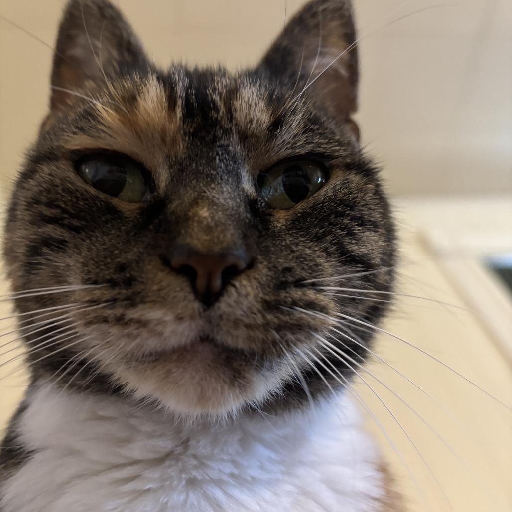 Clara, a Adoptable Domestic Short Hair in Lynchburg, VA image 1/4