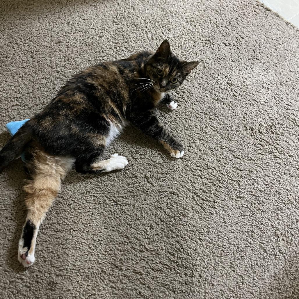 Clara, a Adoptable Domestic Short Hair in Lynchburg, VA image 2/4