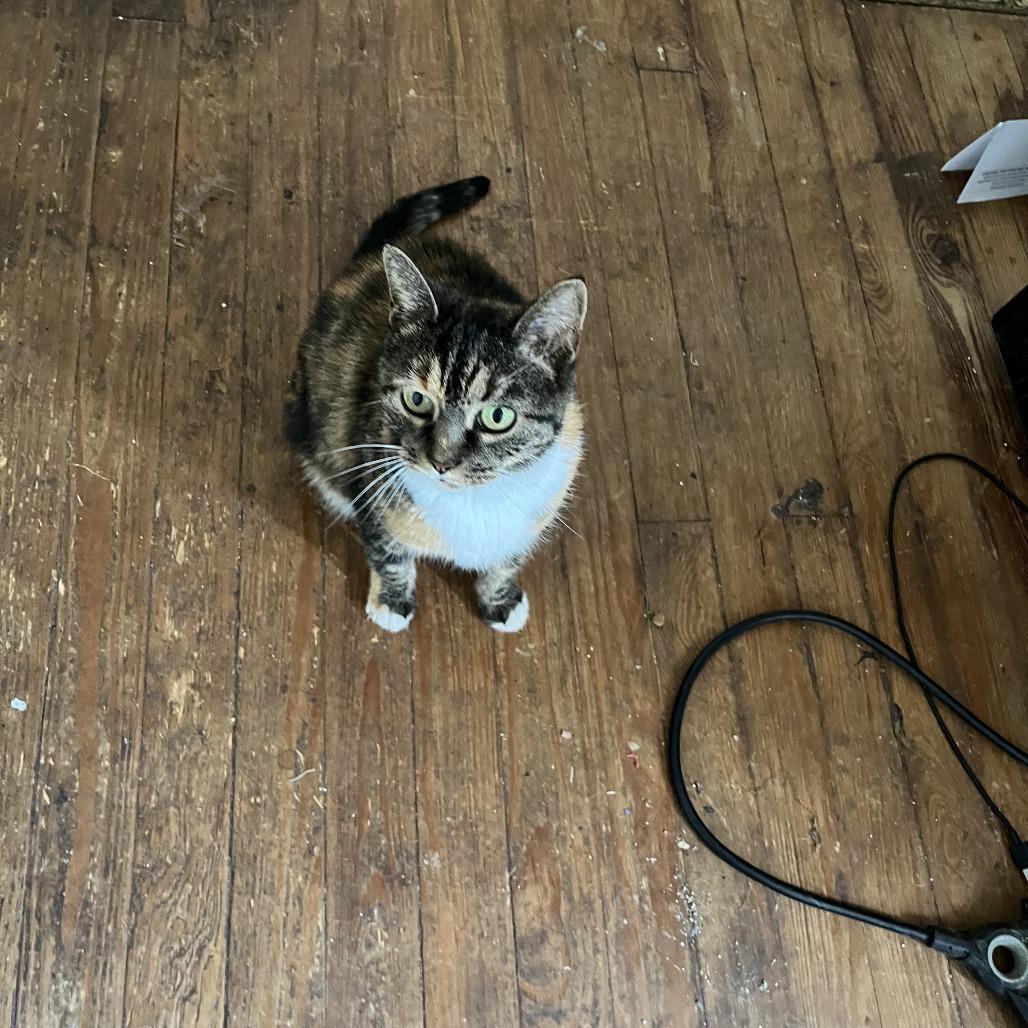 Clara, a Adoptable Domestic Short Hair in Lynchburg, VA image 3/4