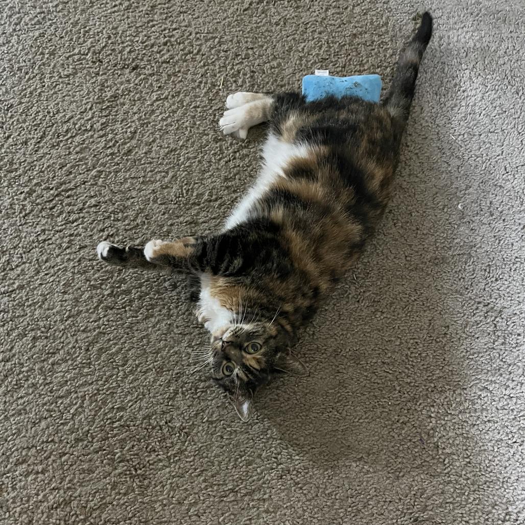 Clara, a Adoptable Domestic Short Hair in Lynchburg, VA image 4/4