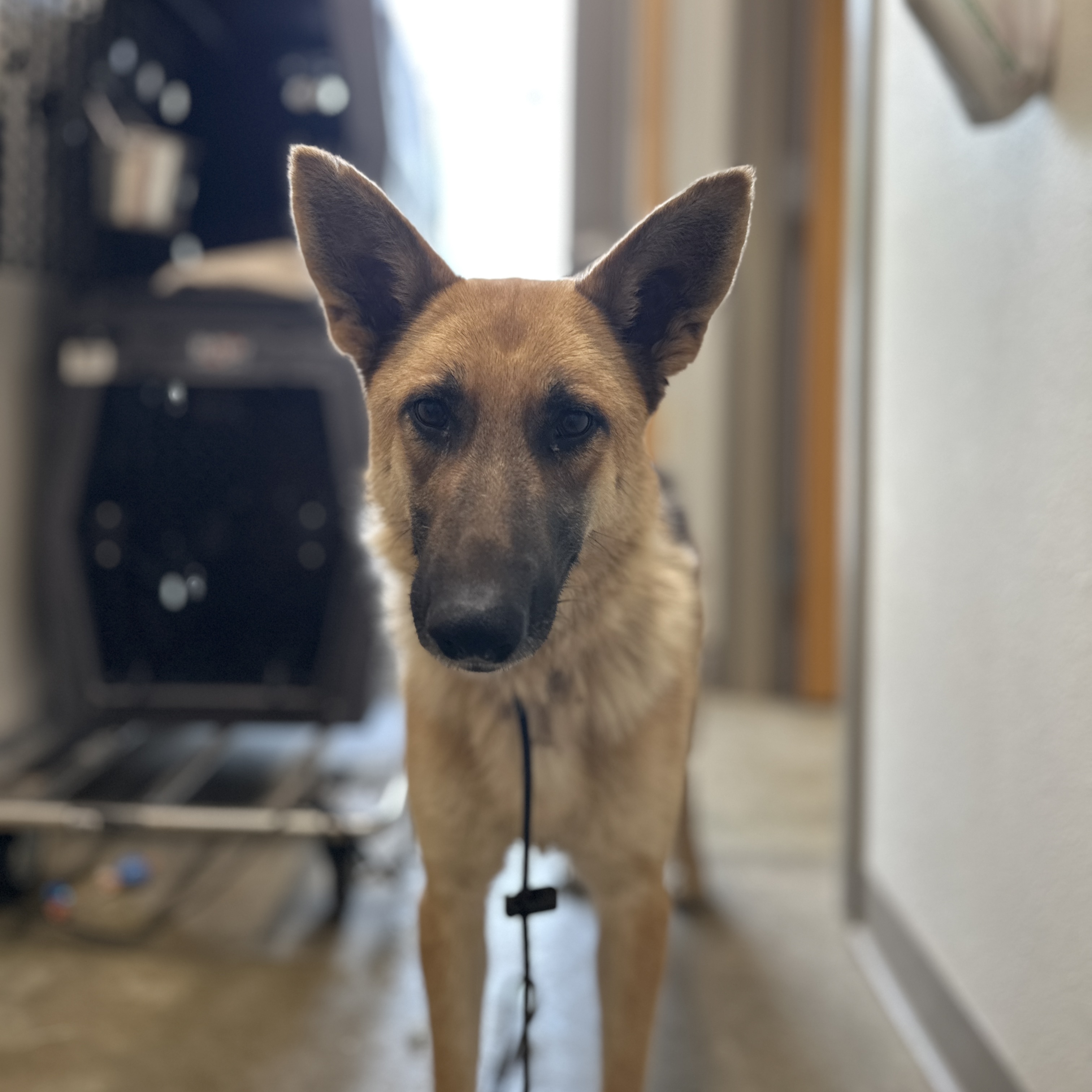 Dog for adoption Ginger Spice, a German Shepherd Dog in Monticello