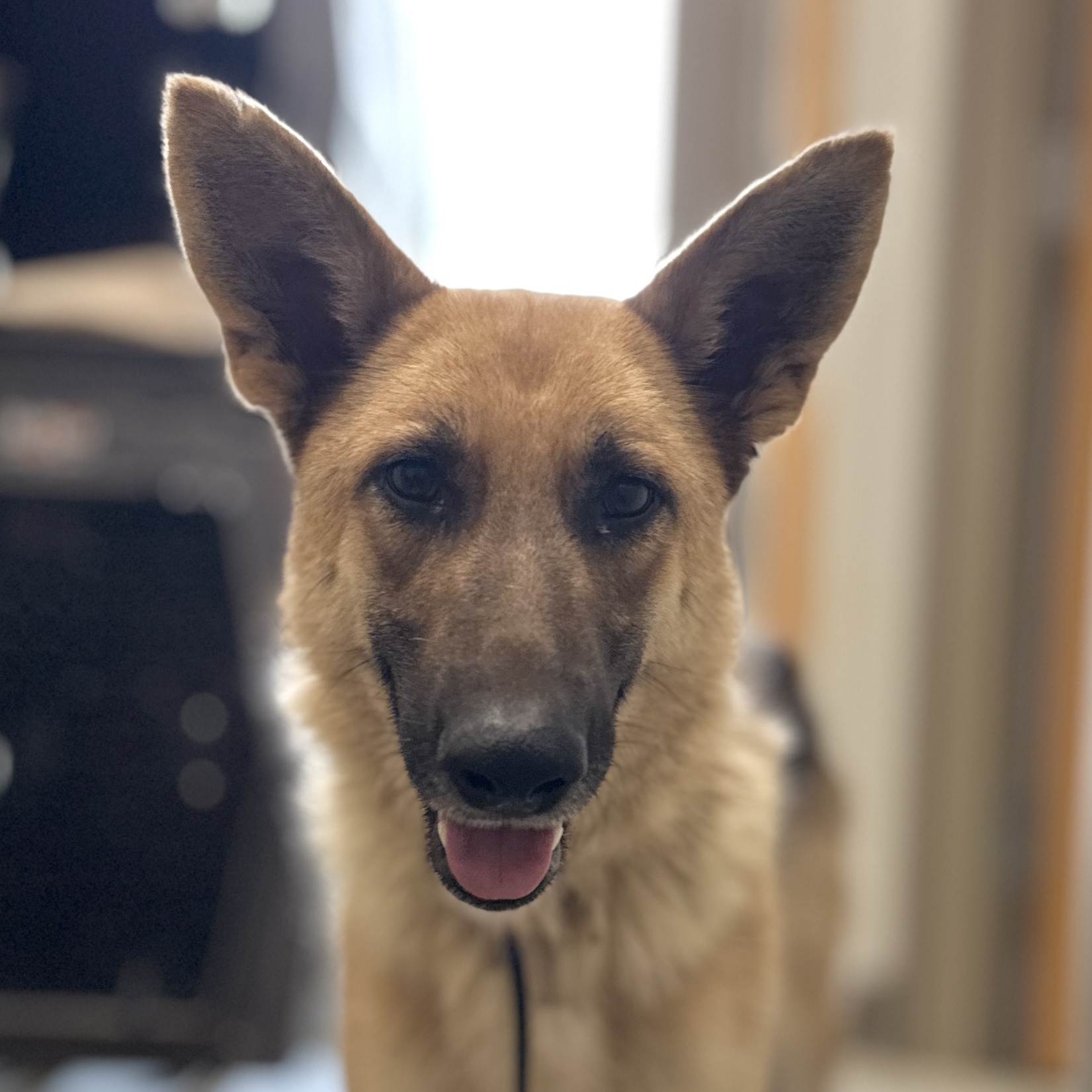 Dog for adoption Ginger Spice, a German Shepherd Dog in Monticello