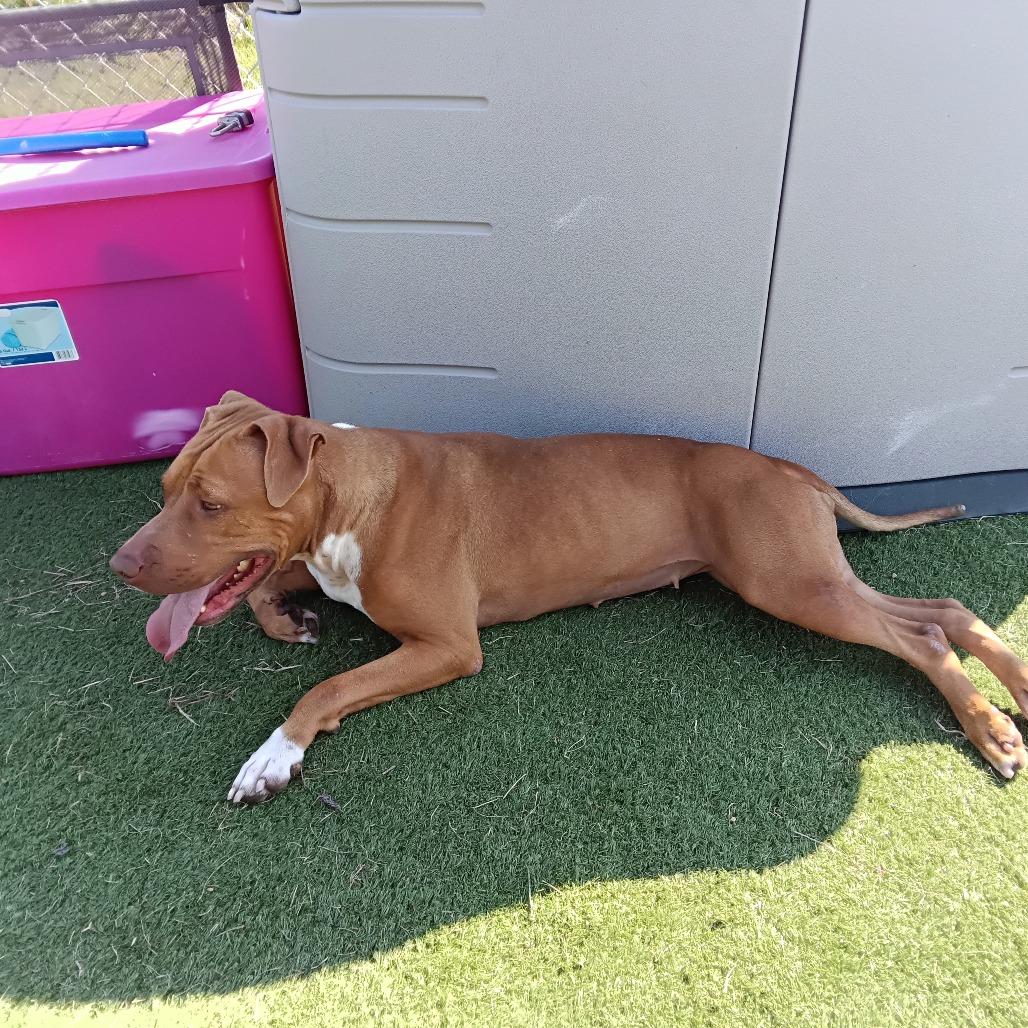 Suzie, Adoptable, Adult Female Pit Bull Terrier.