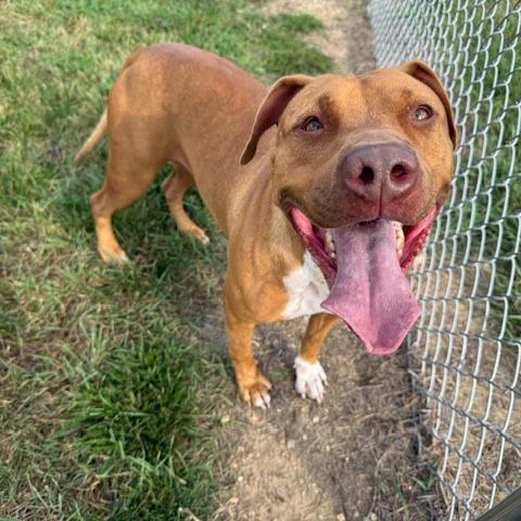 Suzie, a Adoptable Pit Bull Terrier in Bristol, IN image 2/5