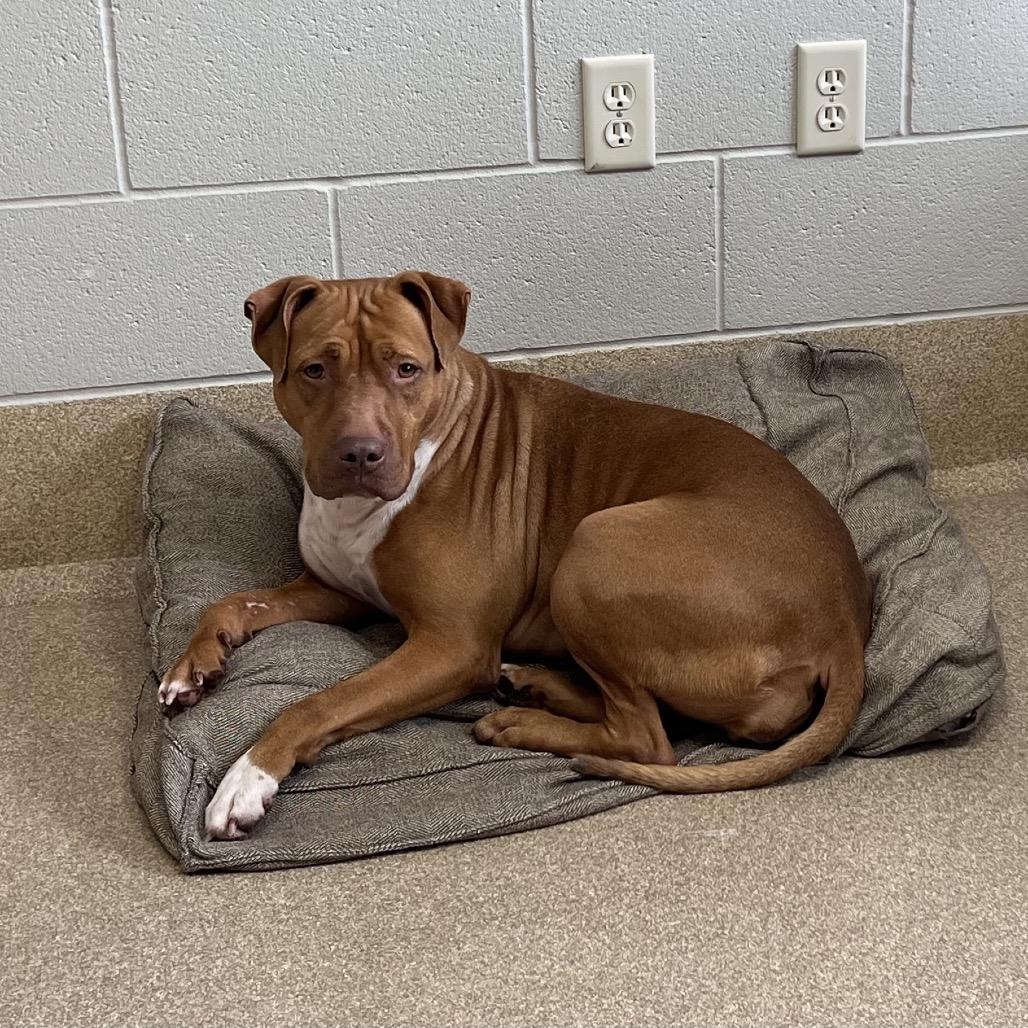 Enlarge Suzie, a Adoptable Pit Bull Terrier in Bristol, IN image 2/6