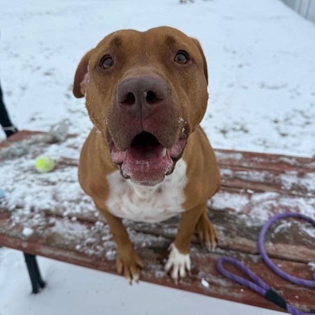 Enlarge Suzie, a Adoptable Pit Bull Terrier in Bristol, IN image 2/6