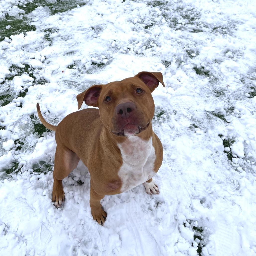 Enlarge Suzie, a Adoptable Pit Bull Terrier in Bristol, IN image 2/6