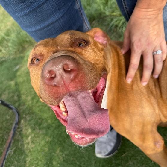 Enlarge Suzie, a Adoptable Pit Bull Terrier in Bristol, IN image 3/6