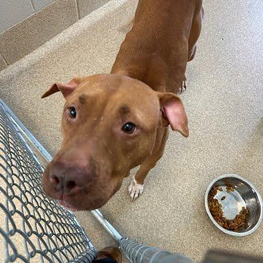 Enlarge Suzie, a Adoptable Pit Bull Terrier in Bristol, IN image 6/6