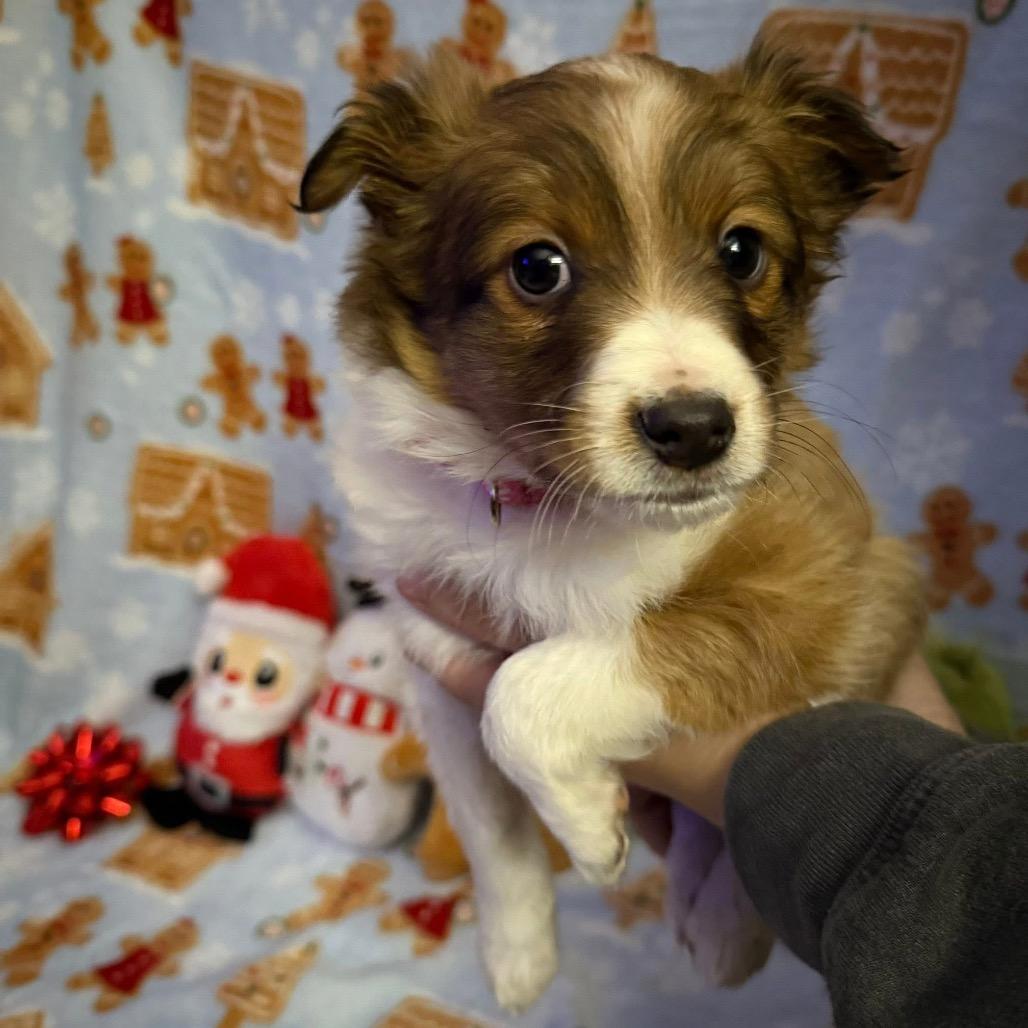 Enlarge Dallas, a Adoptable mixed breed in Tomah, WI image 1/1