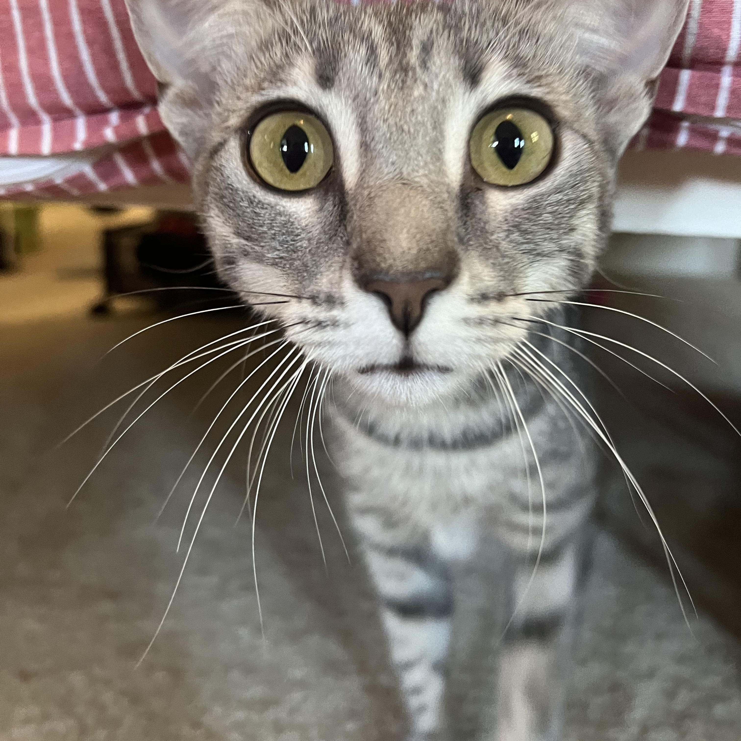 Enlarge Luna, an adopted Domestic Short Hair in Nutley, NJ image 3/6