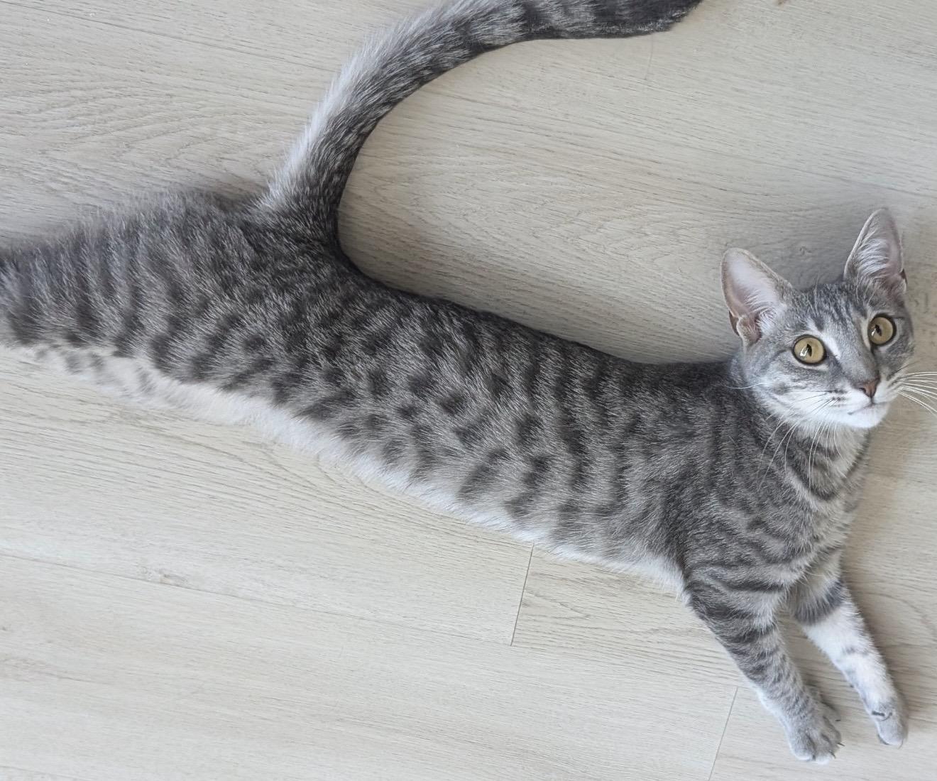 Luna, adopted, Adult Female Domestic Short Hair.