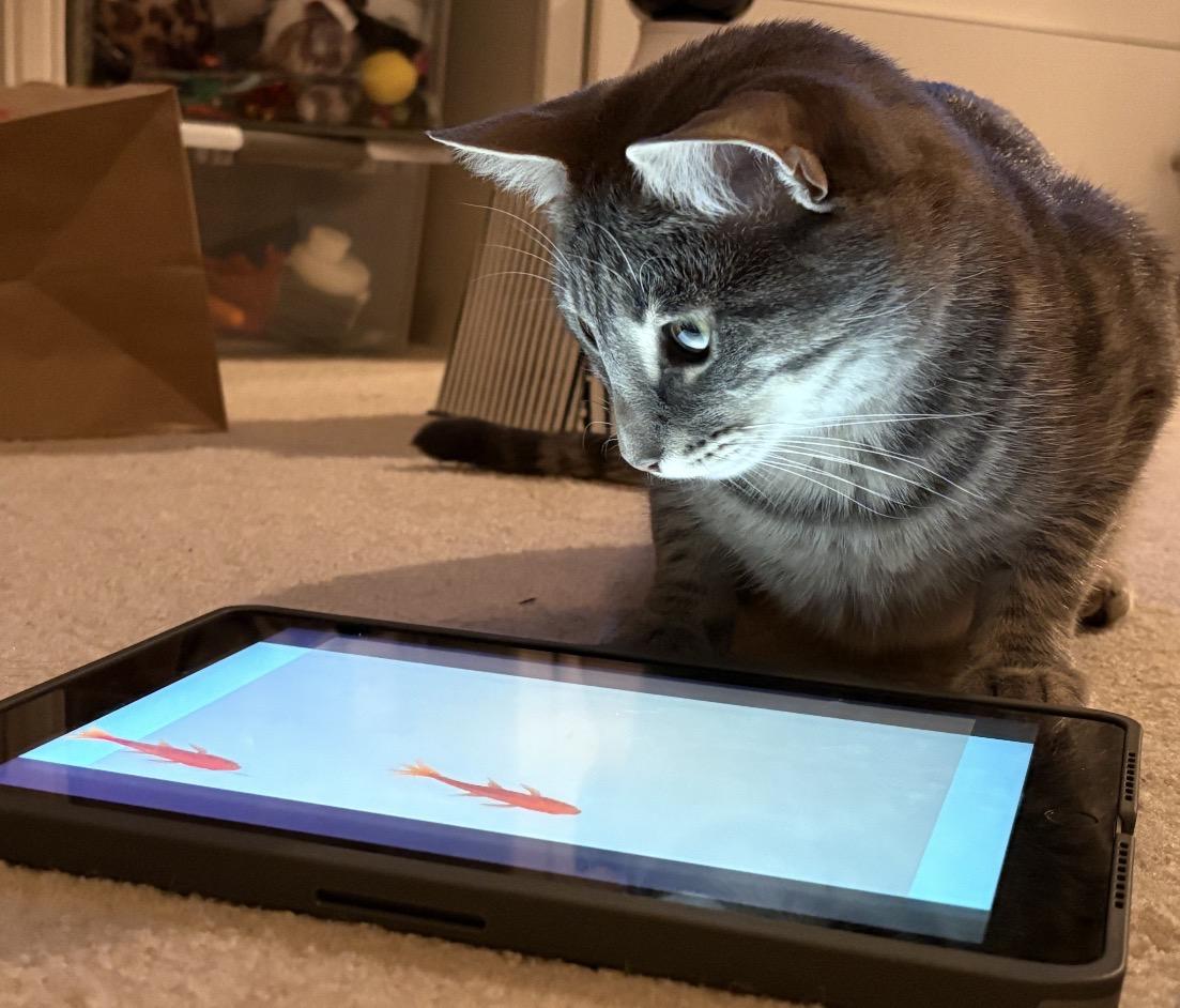 Enlarge Luna, an adopted Domestic Short Hair in Nutley, NJ image 6/6