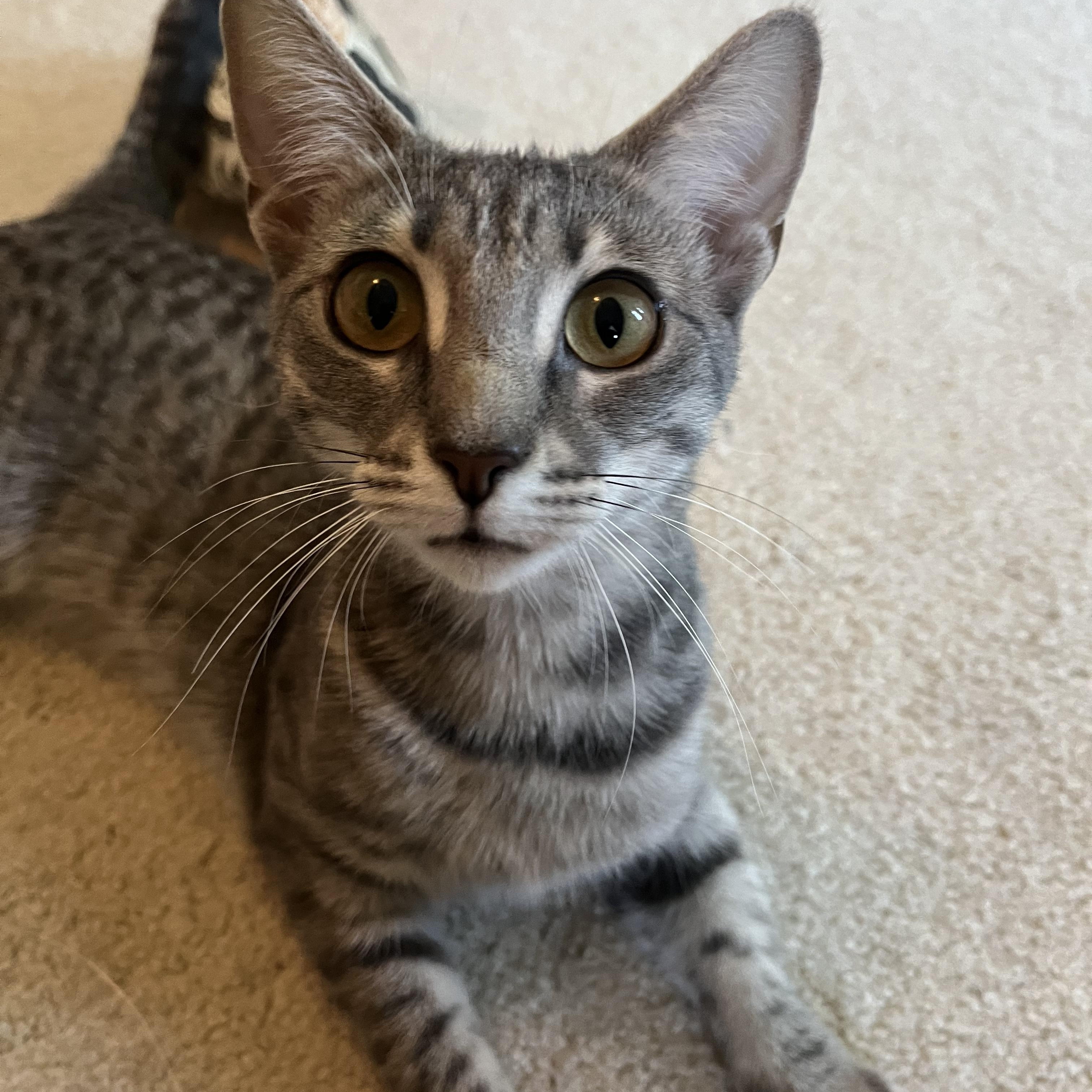 Enlarge Luna, an adopted Domestic Short Hair in Nutley, NJ image 4/6