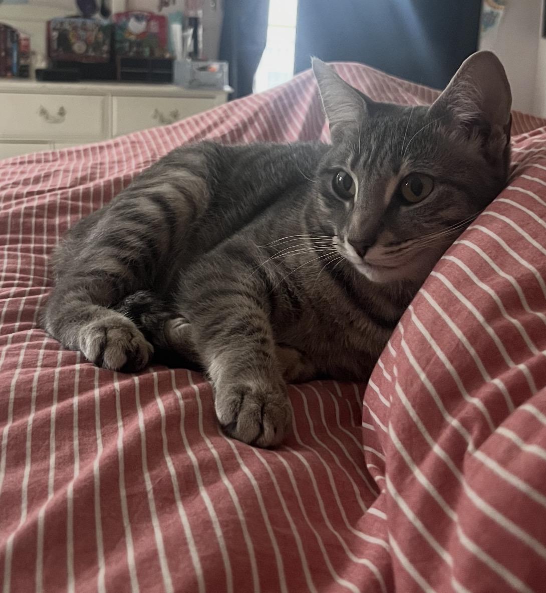 Enlarge Luna, an adopted Domestic Short Hair in Nutley, NJ image 5/6