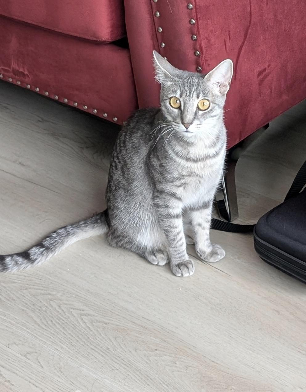 Enlarge Luna, an adopted Domestic Short Hair in Nutley, NJ image 2/6