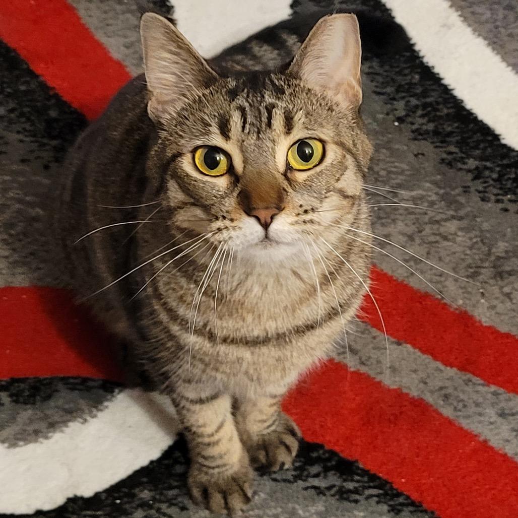 Doo, Adoptable, Adult Female Domestic Short Hair.
