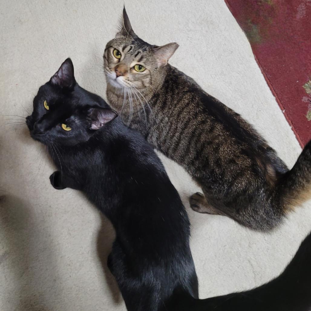 Enlarge Doo, a Adoptable Domestic Short Hair in Chaska, MN image 2/6