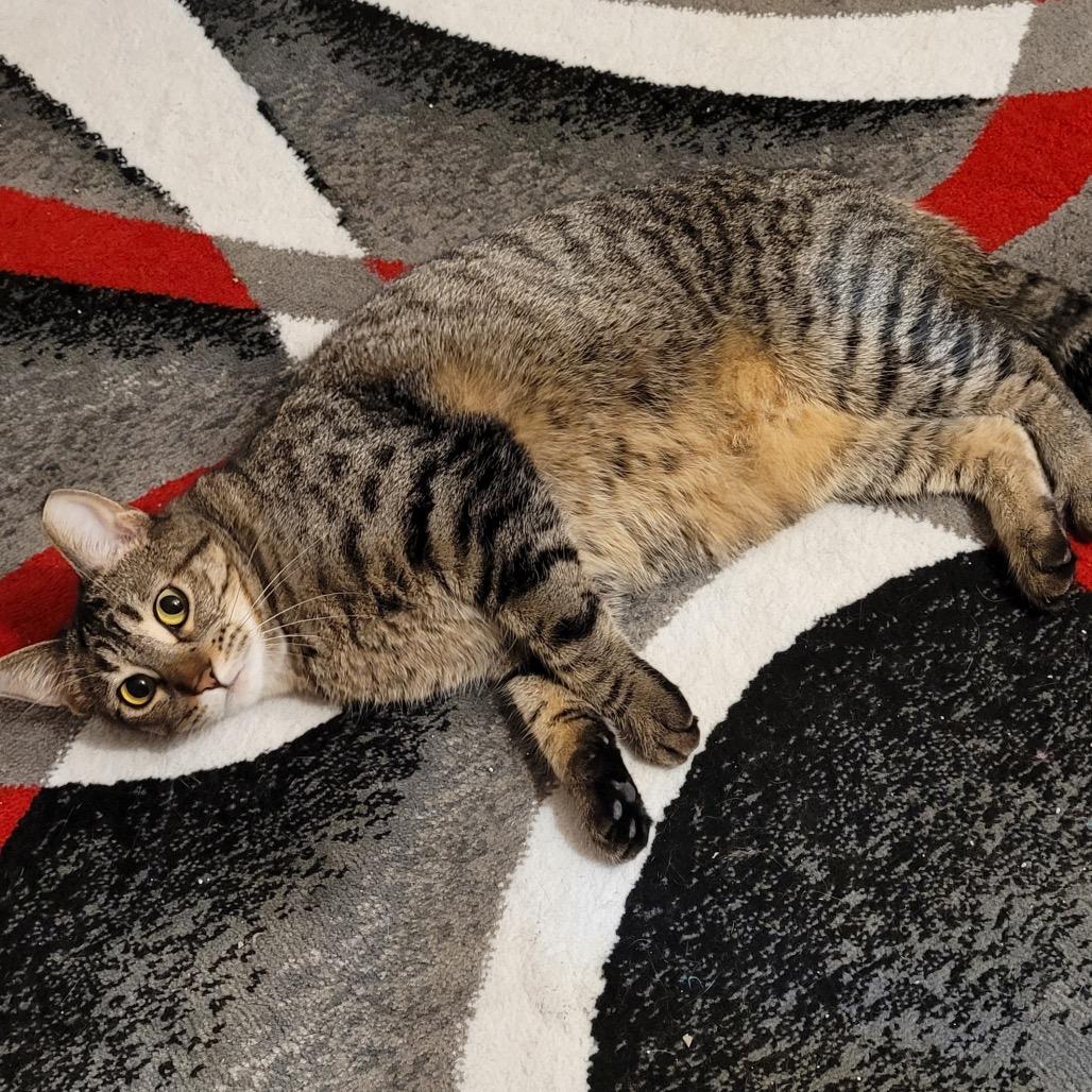 Doo, a Adoptable Domestic Short Hair in Chaska, MN image 2/4